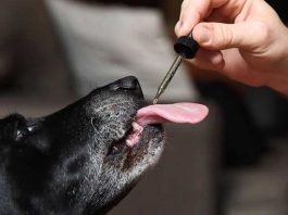 Tips-On-Administering-CBD-Oil-For-Dogs