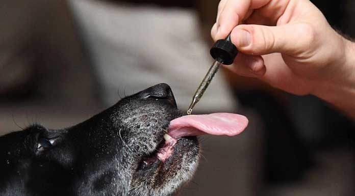 Tips-On-Administering-CBD-Oil-For-Dogs